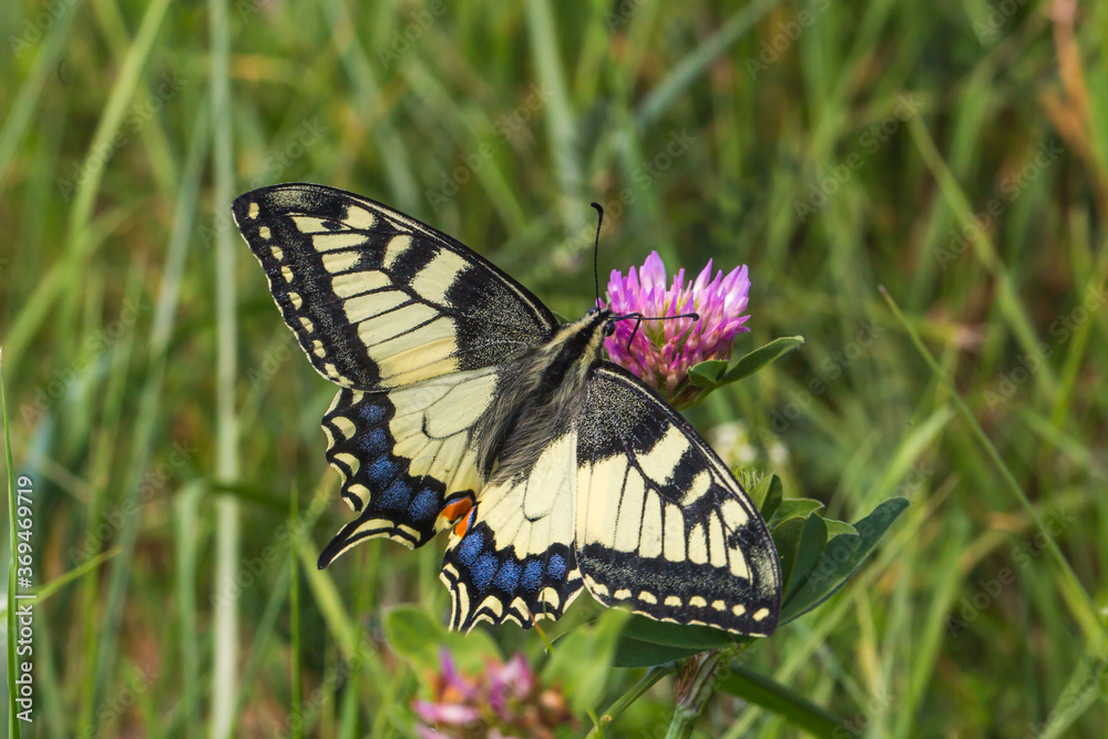 Swallowtail moth (Papilio machaon)