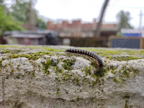 Black Millipede (Tachypodoiulus niger) Closeup  photo