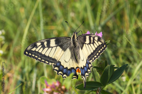 Obraz na płótnie Swallowtail moth (Papilio machaon) w salonie