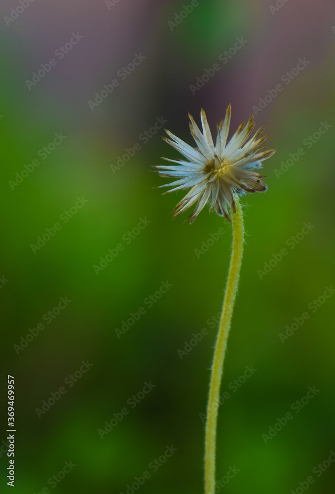 flower with green background