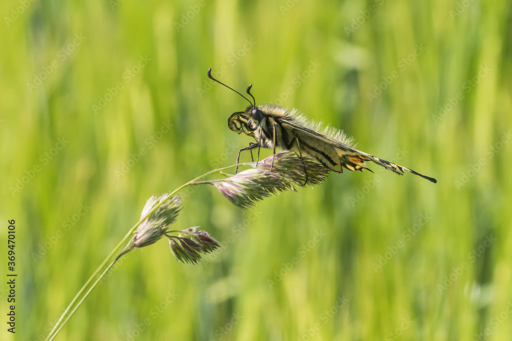 Swallowtail moth (Papilio machaon)