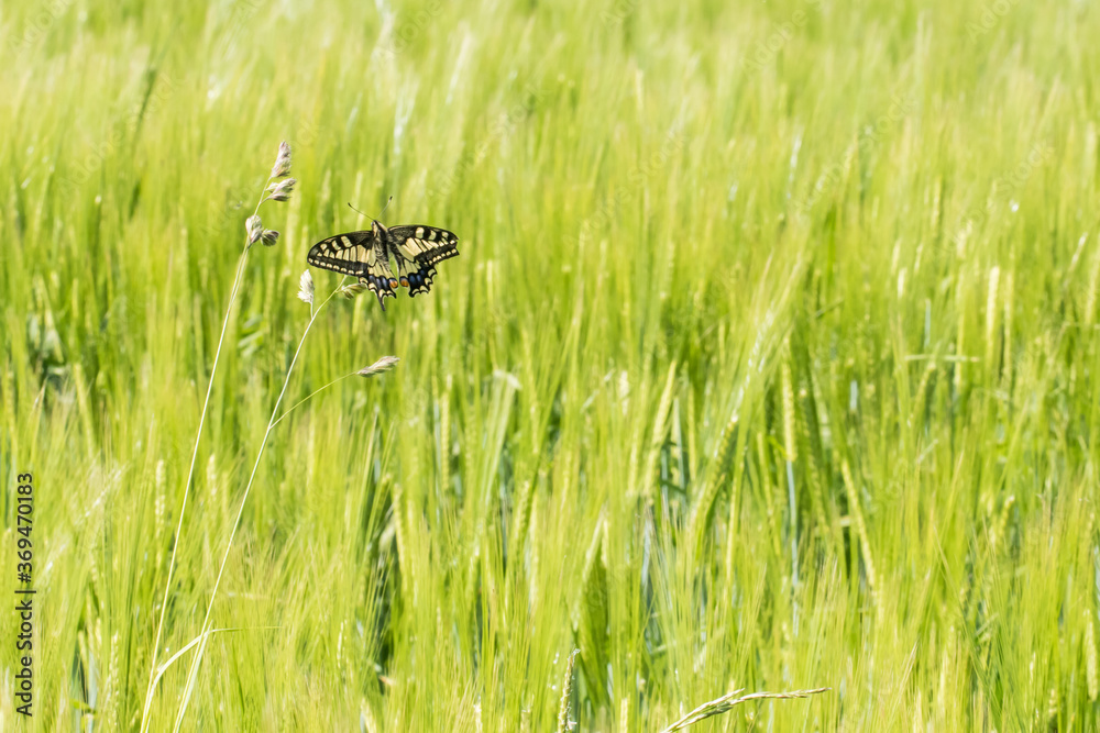 Swallowtail moth (Papilio machaon)