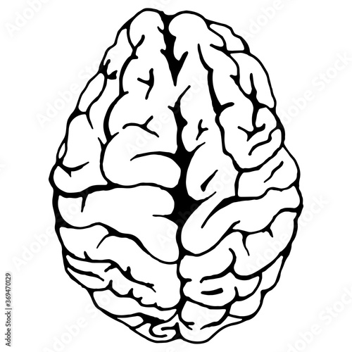 Brain. Vector illustration of a human brain. Hand drawn brain.