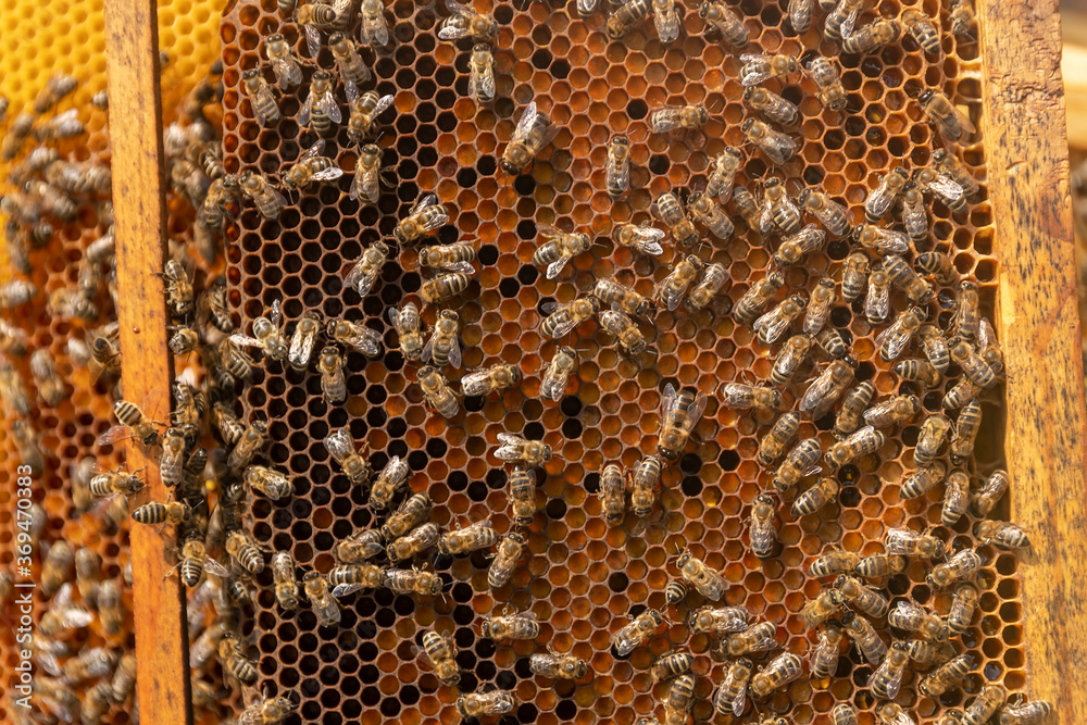 Beekeepers working to collect honey Beekeepers working to collect honey