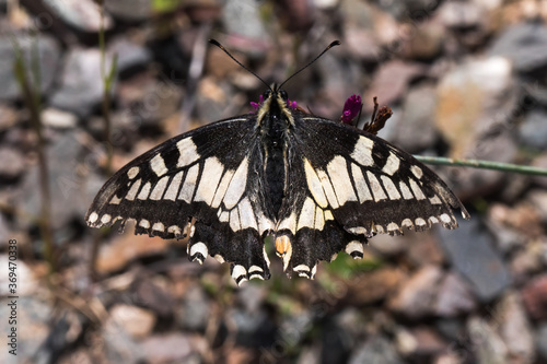 Swallowtail moth (Papilio machaon)