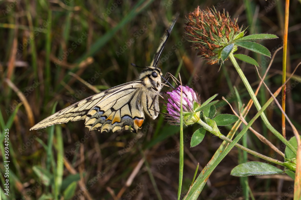 Swallowtail moth (Papilio machaon)