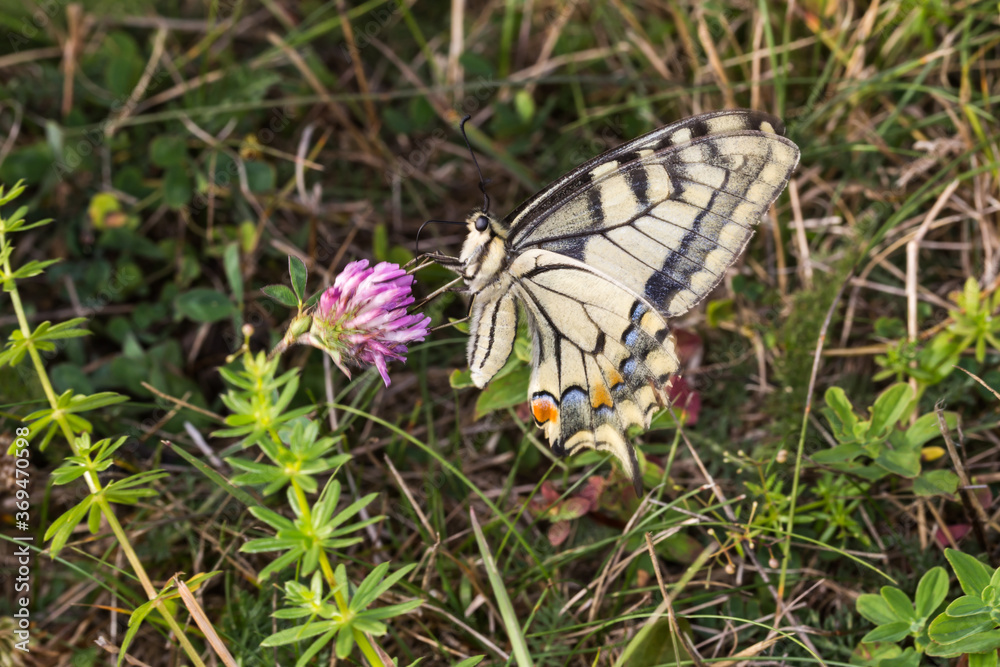 Swallowtail moth (Papilio machaon)