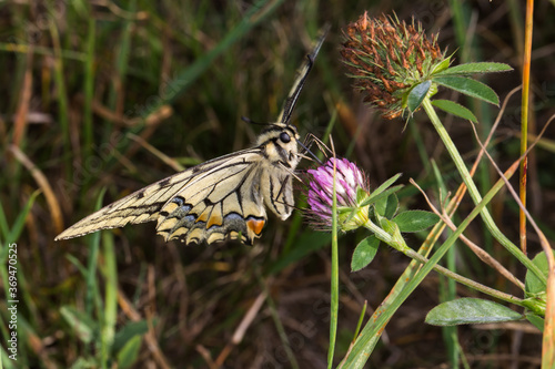 Obraz na płótnie Swallowtail moth (Papilio machaon) w salonie