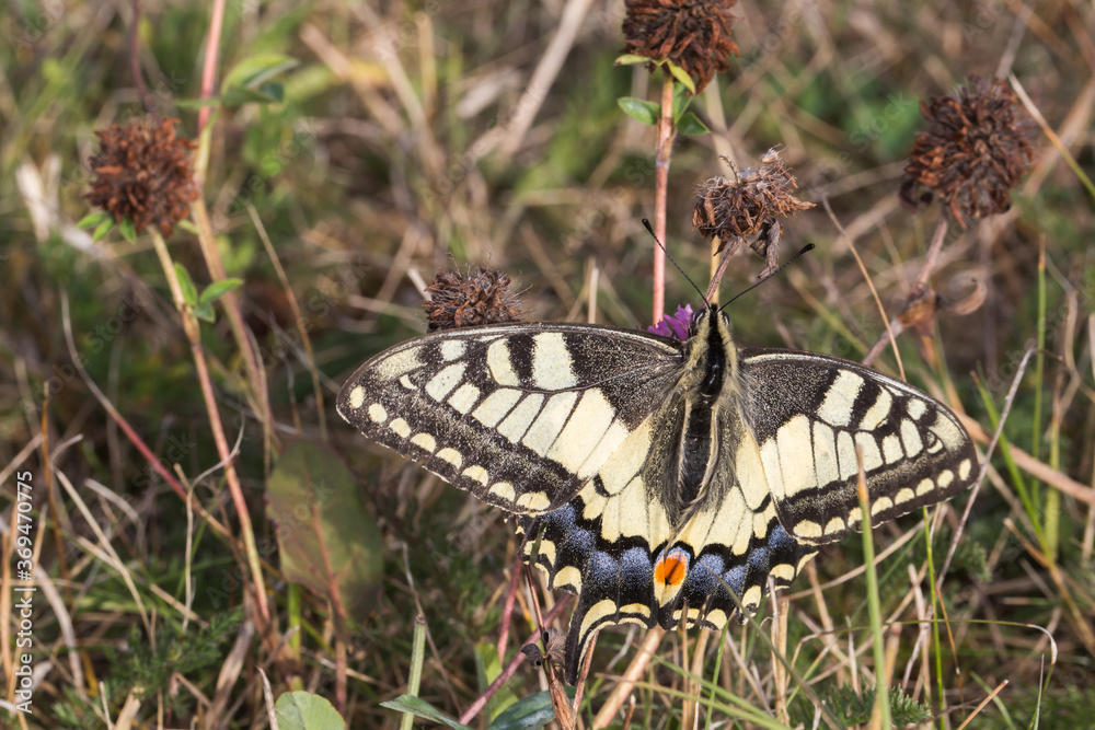 Swallowtail moth (Papilio machaon)