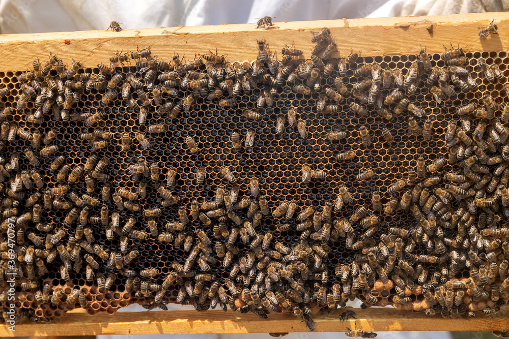 Beekeepers working to collect honey Beekeepers working to collect honey