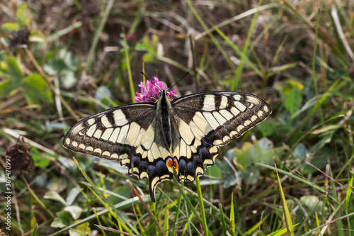 Obraz na płótnie Swallowtail moth (Papilio machaon) w salonie