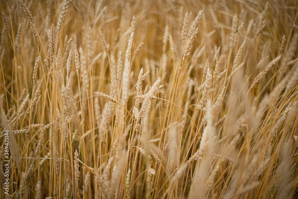 Natural golden background made of ripe spikelets of wheat. Wheat ears. Natural golden background made of ripe spikelets of wheat. Wheat ears.