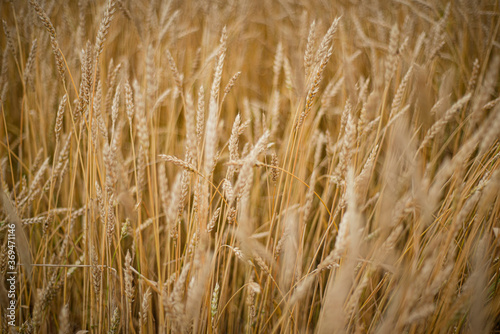  Natural golden background made of ripe spikelets of wheat. Wheat ears.