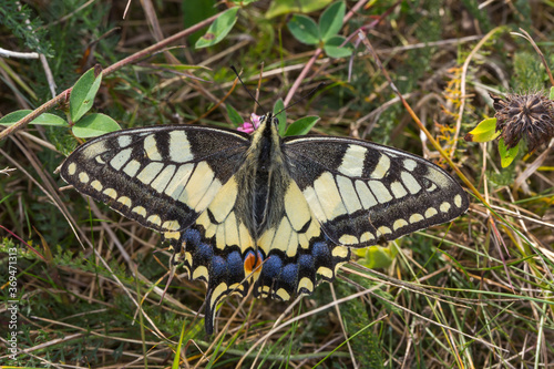 Obraz na płótnie Swallowtail moth (Papilio machaon) w salonie