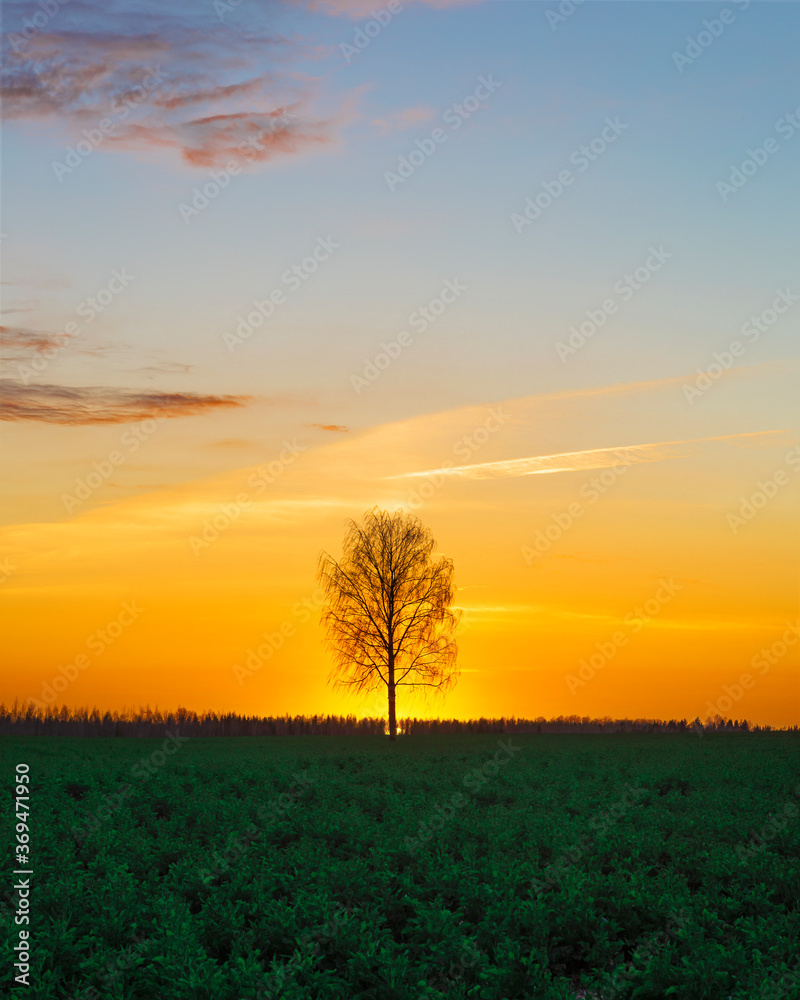 lonely tree at orange sunset
