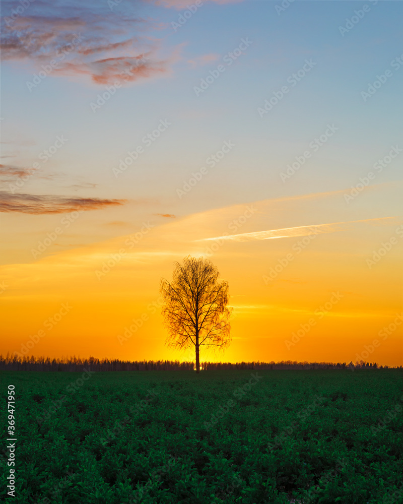 Obraz premium lonely tree at orange sunset