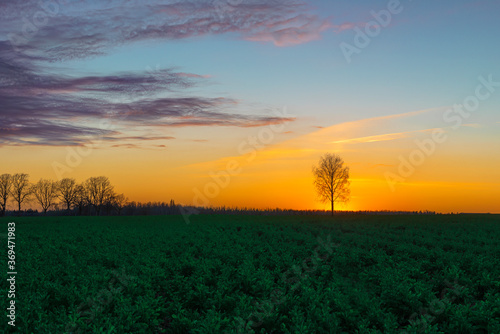 orange sunset over a green field