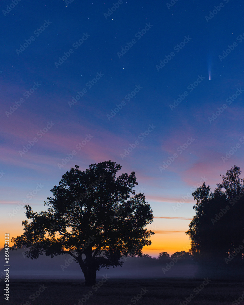 neowise comet over trees with pink clouds neowise comet over trees with pink clouds