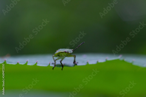 Green shield bug on a bright green leaf 