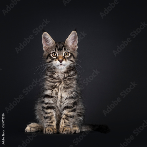 Cute black tabby mackarel Maine Coon cat kitten, sitting up facing front. Looking towards camera. Isolated on black background. © Nynke