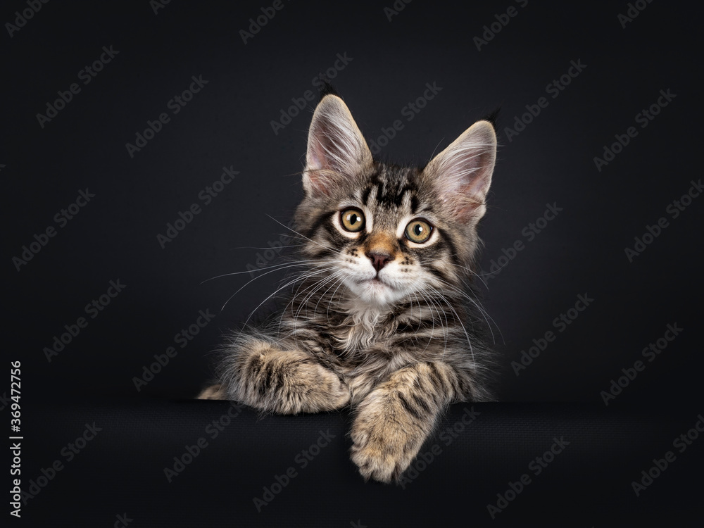 Cute black tabby mackarel Maine Coon cat kitten,laying down facing front over edge. Looking towards camera. Isolated on black background.