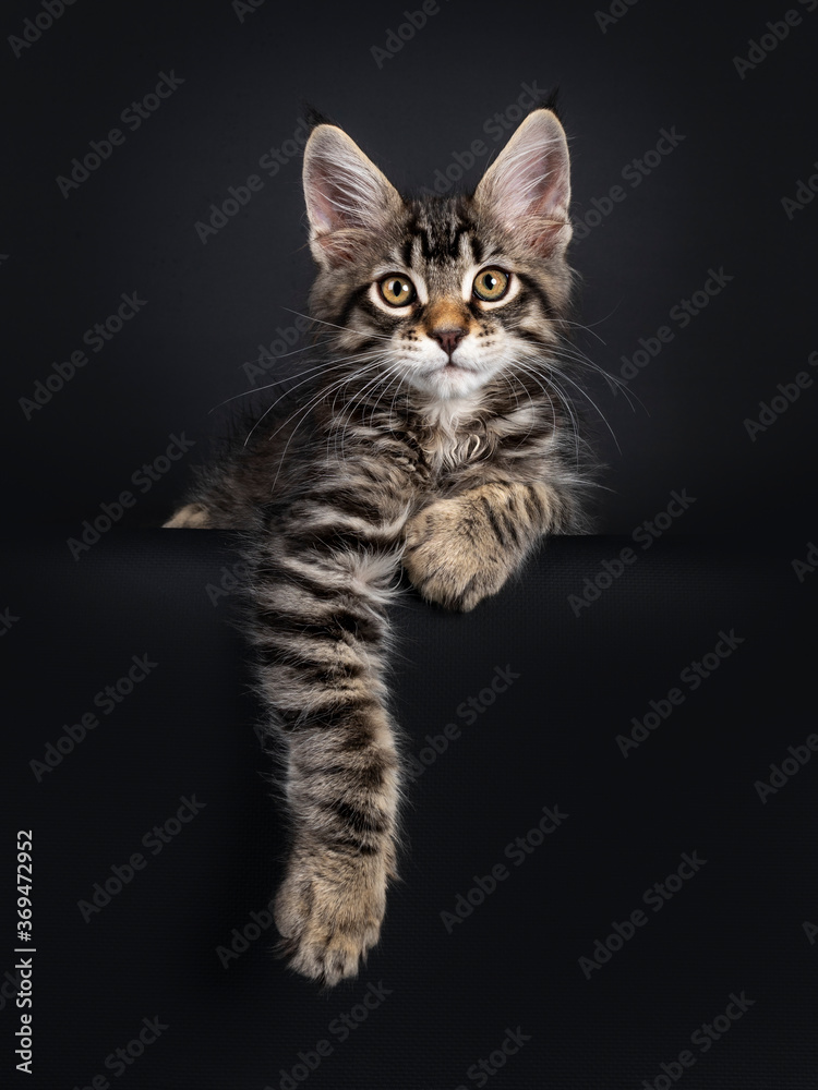 Cute black tabby mackarel Maine Coon cat kitten,laying down facing front over edge. Looking towards camera. Isolated on black background. Paws hanging down over edge.