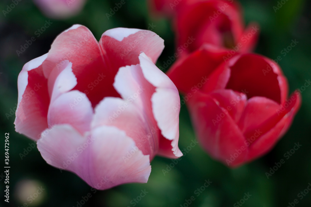 Tulip Flowers Close-up