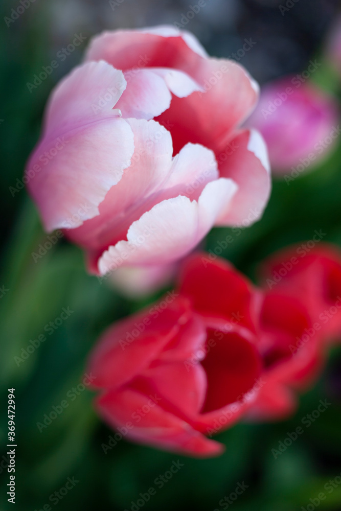 Tulip Flowers Close-up Tulip Flowers Close-up