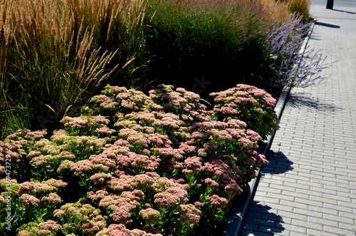perennial beds mulched with dark stone gravel with a predominance of ornamental grasses photo
