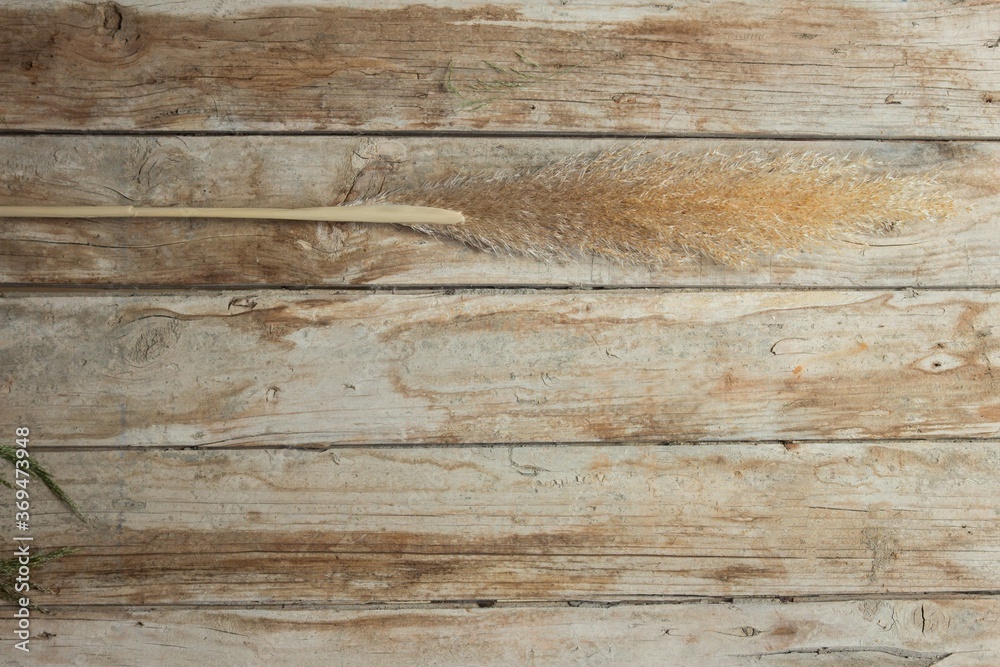 Overhead view of a pampa herb on a dirty old wooden plank in the studio. Dried flower Cortaderia Selloana indoors. Overhead view of a pampa herb on a dirty old wooden plank in the studio. Dried flower Cortaderia Selloana indoors.