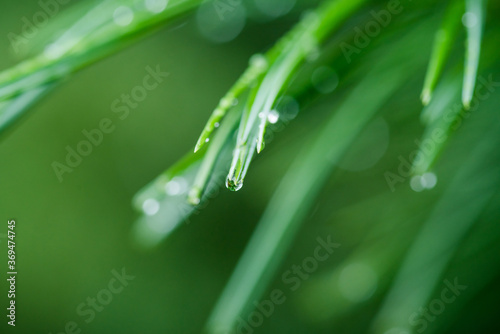 Pine needles with water drops in the park. Selective focus. 