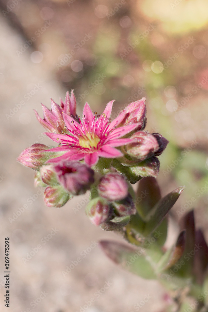 blooming succulent. Pink flower. bokeh. blooming succulent. Pink flower. bokeh.