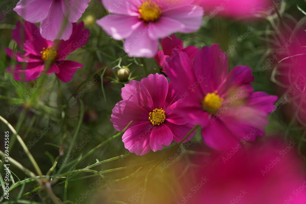 Light Purple Flower of Cosmos in Full Bloom
Light Purple Flower of Cosmos in Full Bloom