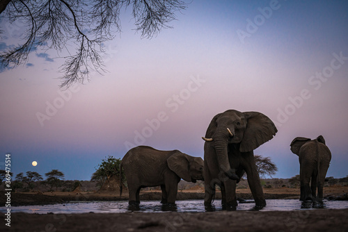 Elephants in Chobe Park, Botswana