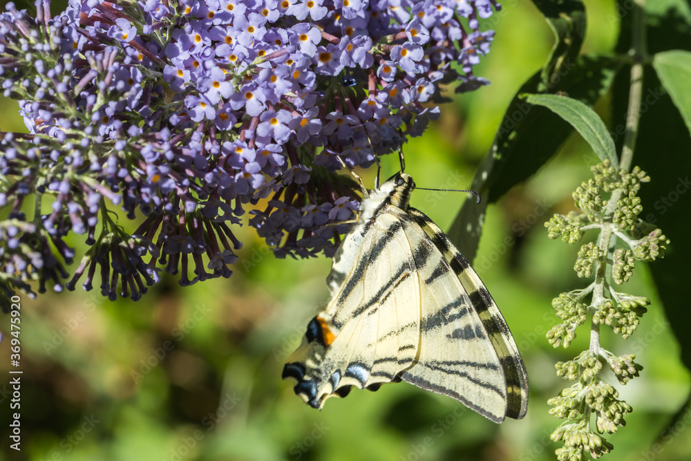 Sail moth (Iphiclides podalirius)