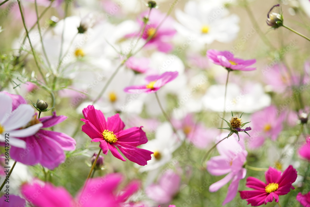 Fototapeta premium Various Color of Cosmos in Full Bloom 