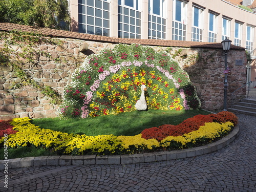 Obraz na płótnie Kreisstadt Lahr im Schwarzwald - Chrysanthema w salonie