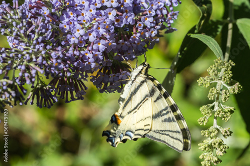 Obraz na płótnie Sail moth (Iphiclides podalirius) w salonie