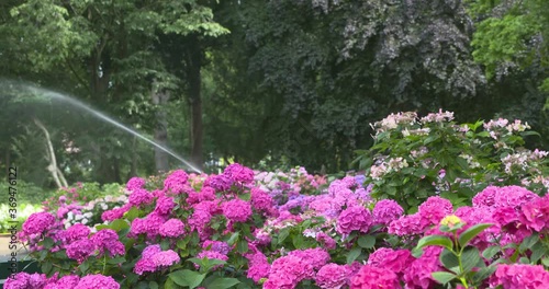 overhead irrigation blooming hortensia (hydrangea) in a city park.