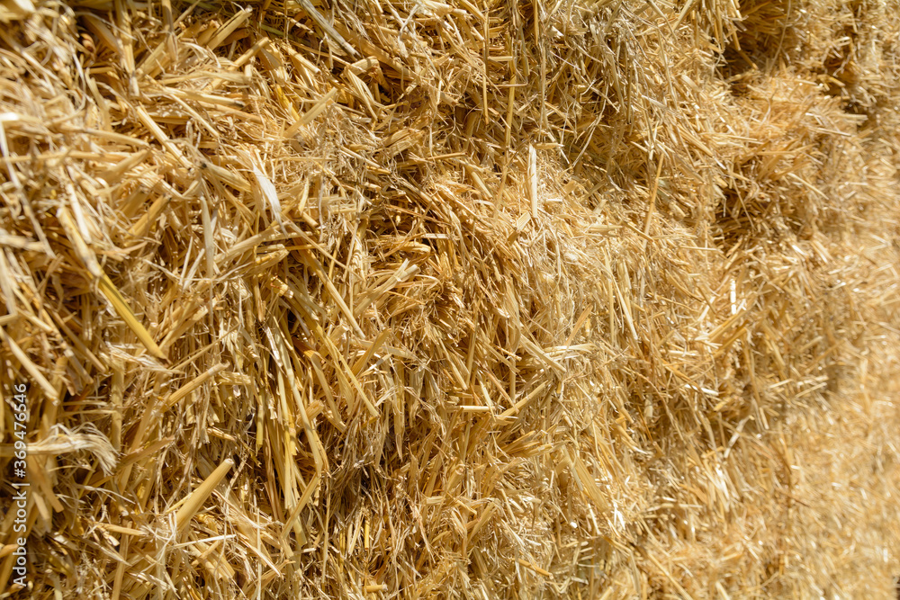 dry mown straw close-up, abstract background, blur dry mown straw close-up, abstract background, blur