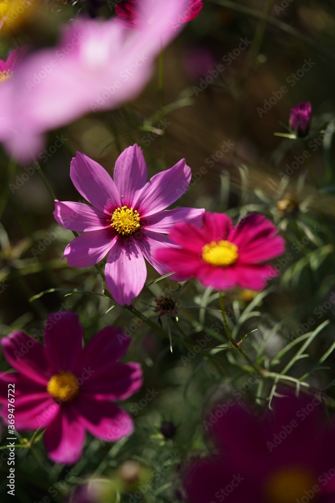 Various Color of Cosmos in Full Bloom
Various Color of Cosmos in Full Bloom