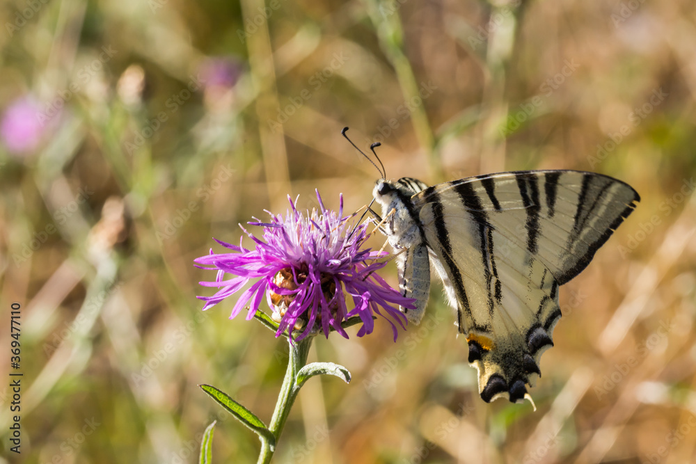 Sail moth (Iphiclides podalirius)