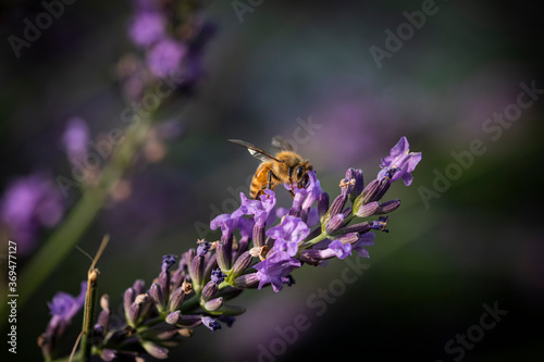 Fototapeta Naklejka Na Ścianę i Meble -  Bee on lavender 