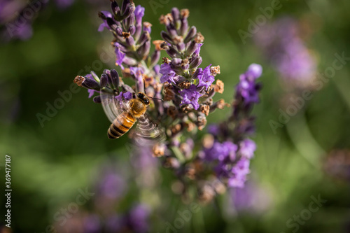 Fototapeta Naklejka Na Ścianę i Meble -  Bee on lavender 