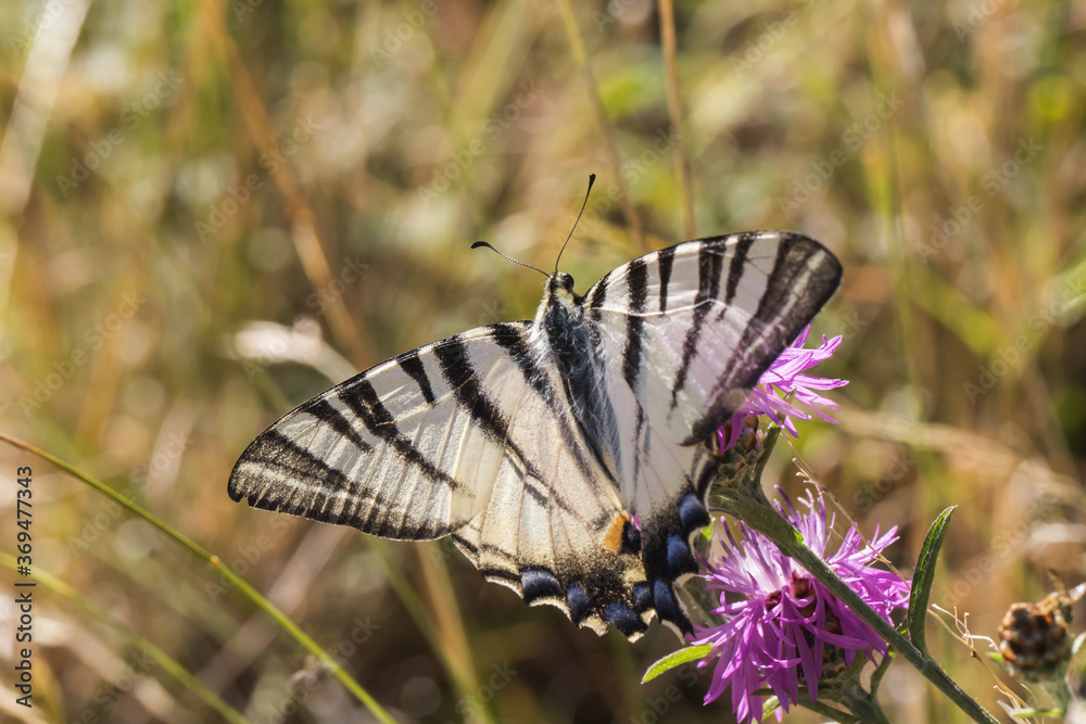 Sail moth (Iphiclides podalirius)