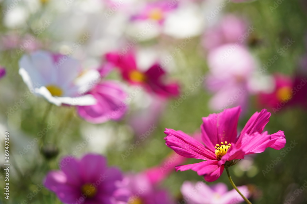 Various Color of Cosmos in Full Bloom
Various Color of Cosmos in Full Bloom