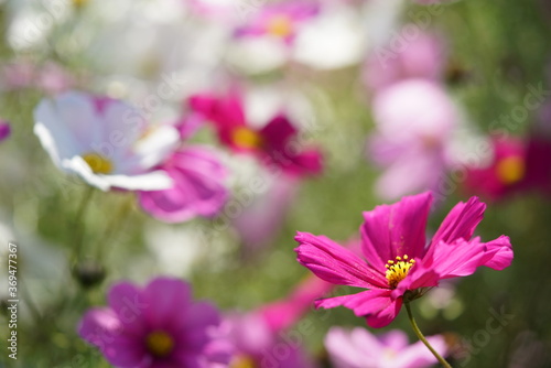 Various Color of Cosmos in Full Bloom 