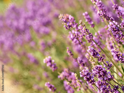 Soft focus on lavender flowers in flower garden.