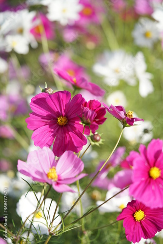 Various Color of Cosmos in Full Bloom 
