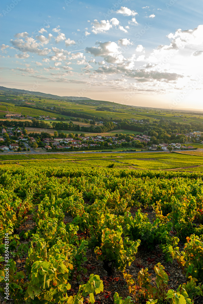 Naklejka premium Paysage du vignoble du Beaujolais dans le département du Rhône en France